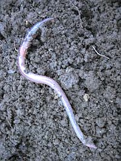 The earthworm - such an important inhabitant of our soils.