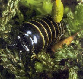 Organisms in the soil Organisms in the soil